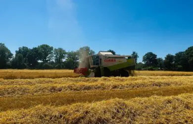 Foto - Graanoogst 2025